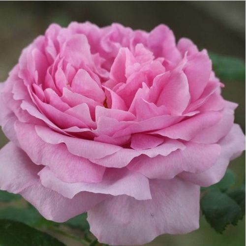 E-commerce, vendita, rose, in, vaso rose portland - rosa - Rosa Comte de Chambord - rosa intensamente profumata - Robert and Moreau - I fiori possono aprirsi in caso di brutto tempo, ecco perché è opportuno tagliare rosa.